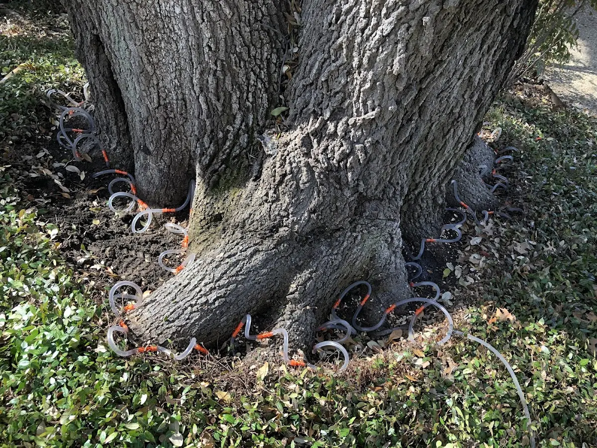 Detailed Tree Cabling and Bracing job site in Des Moines