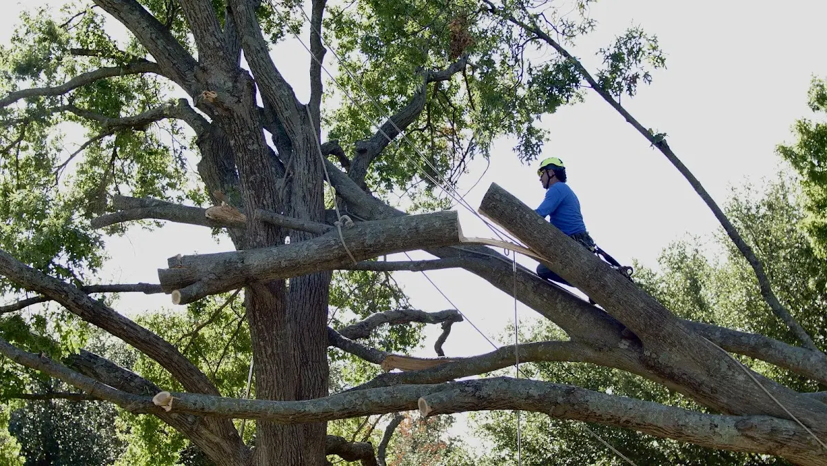Professional Hazardous Tree Removal performed by certified arborists in Des Moines